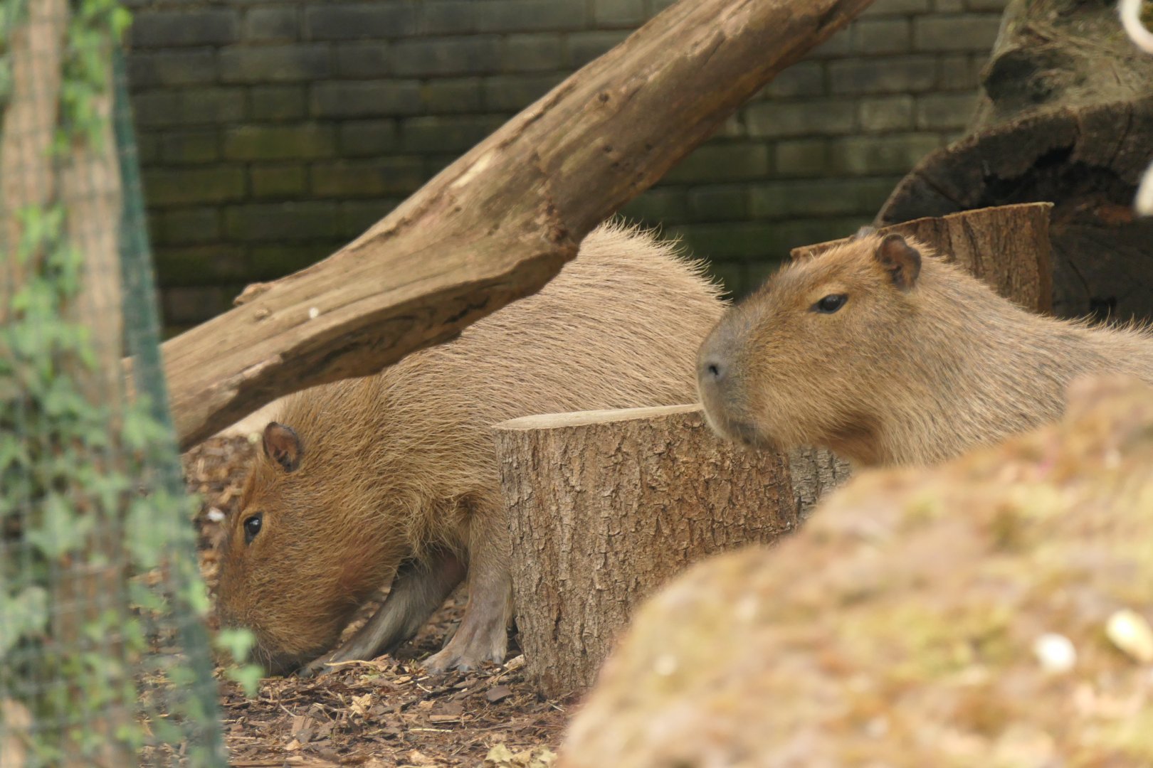 Capybara at London Zoo