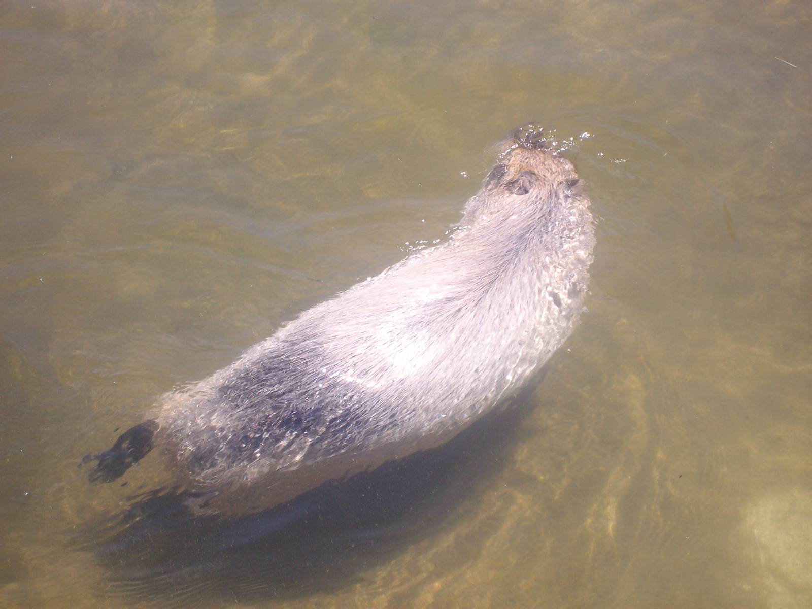 Capybara at the Wildlife Safari