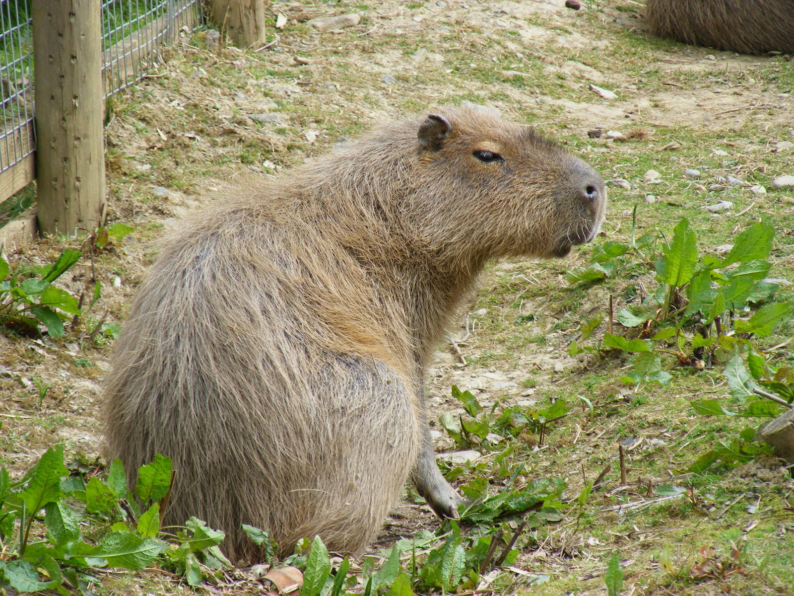 Capybara at Trotters World of Animals, 15 May 2010