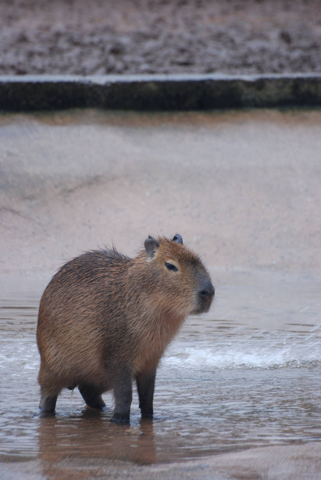 Capybara at Twycross 27/02/11
