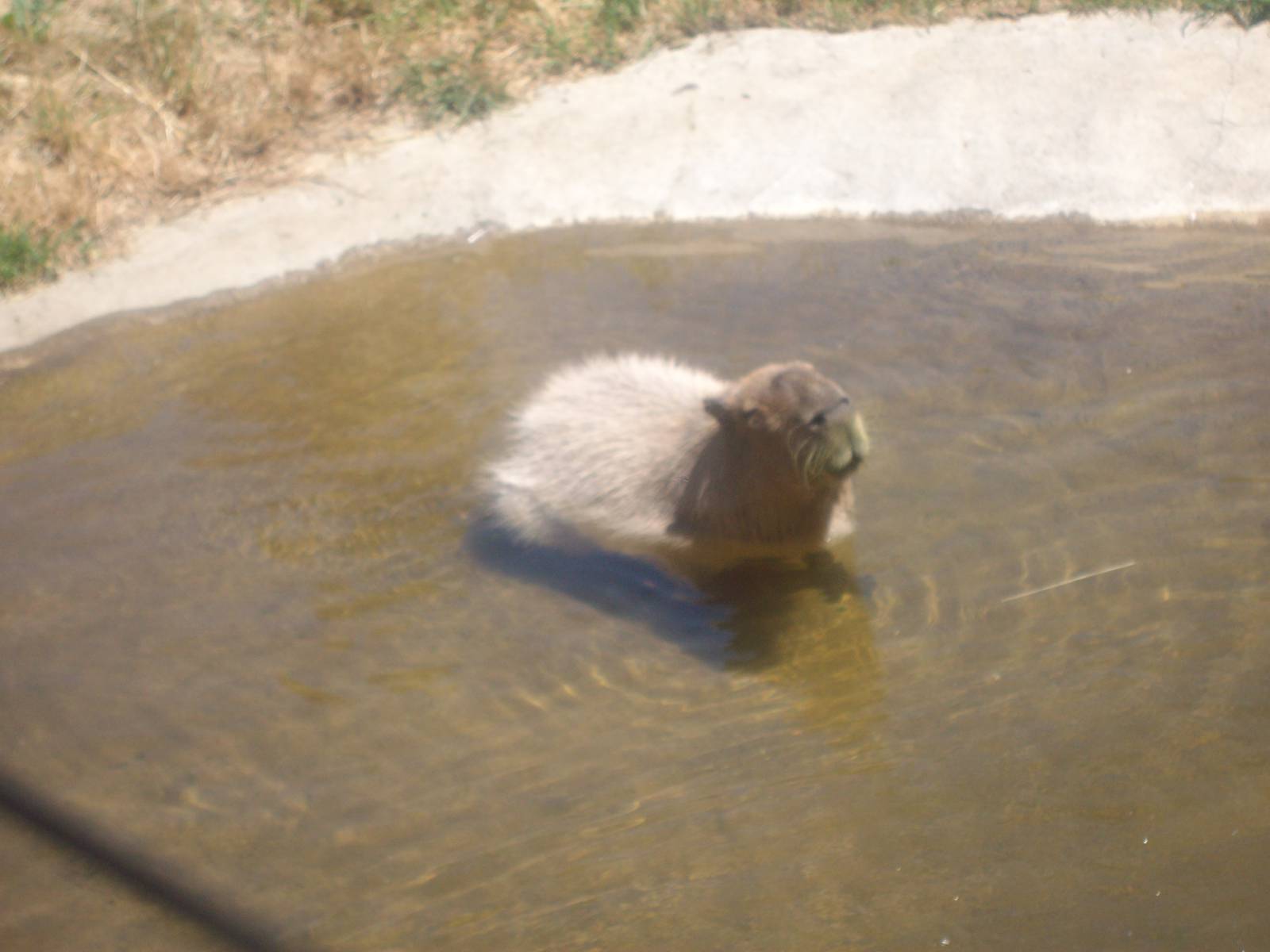 Capybara at Wildlife Safari