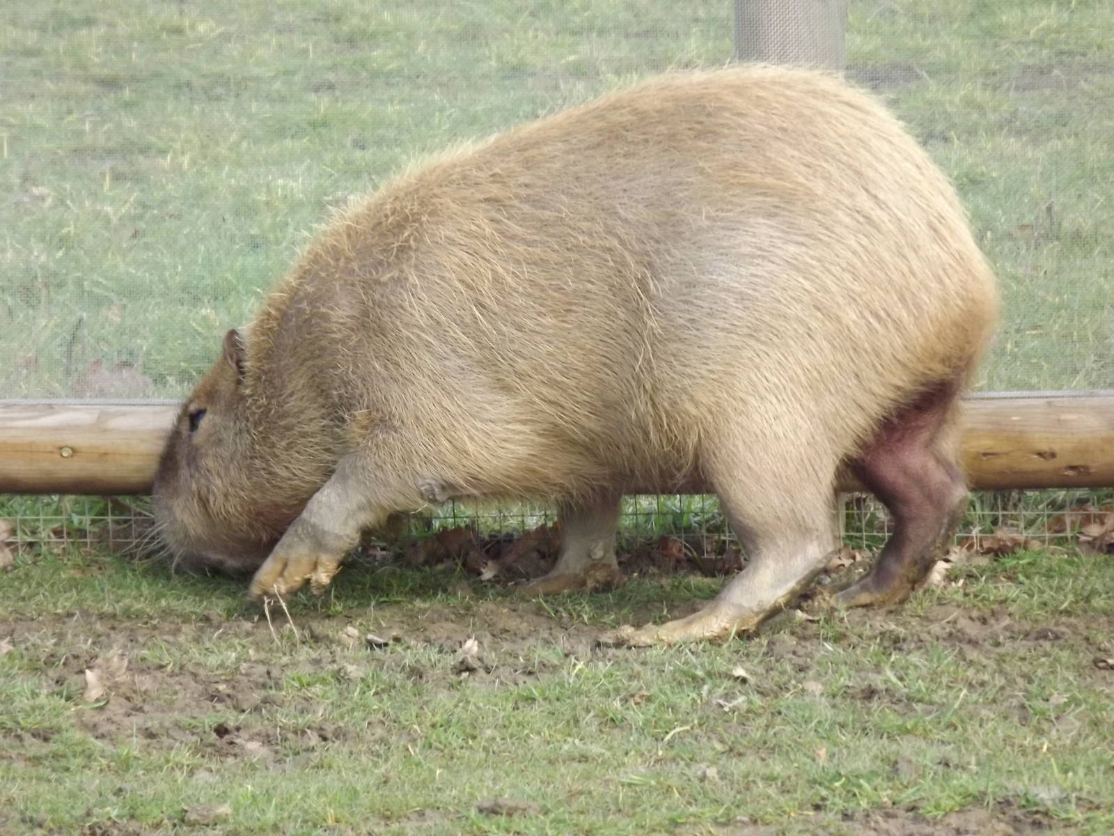 Capybara at Yorkshire Wildlife Park 18/02/12