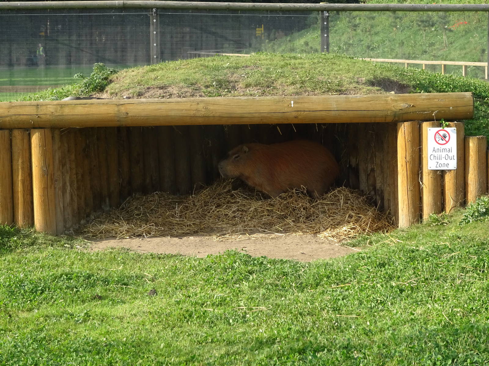 Capybara at Yorkshire Wildlife Park