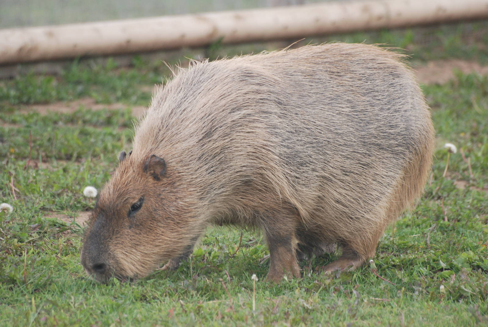 Capybara at Yorkshire WP, 07/08/11