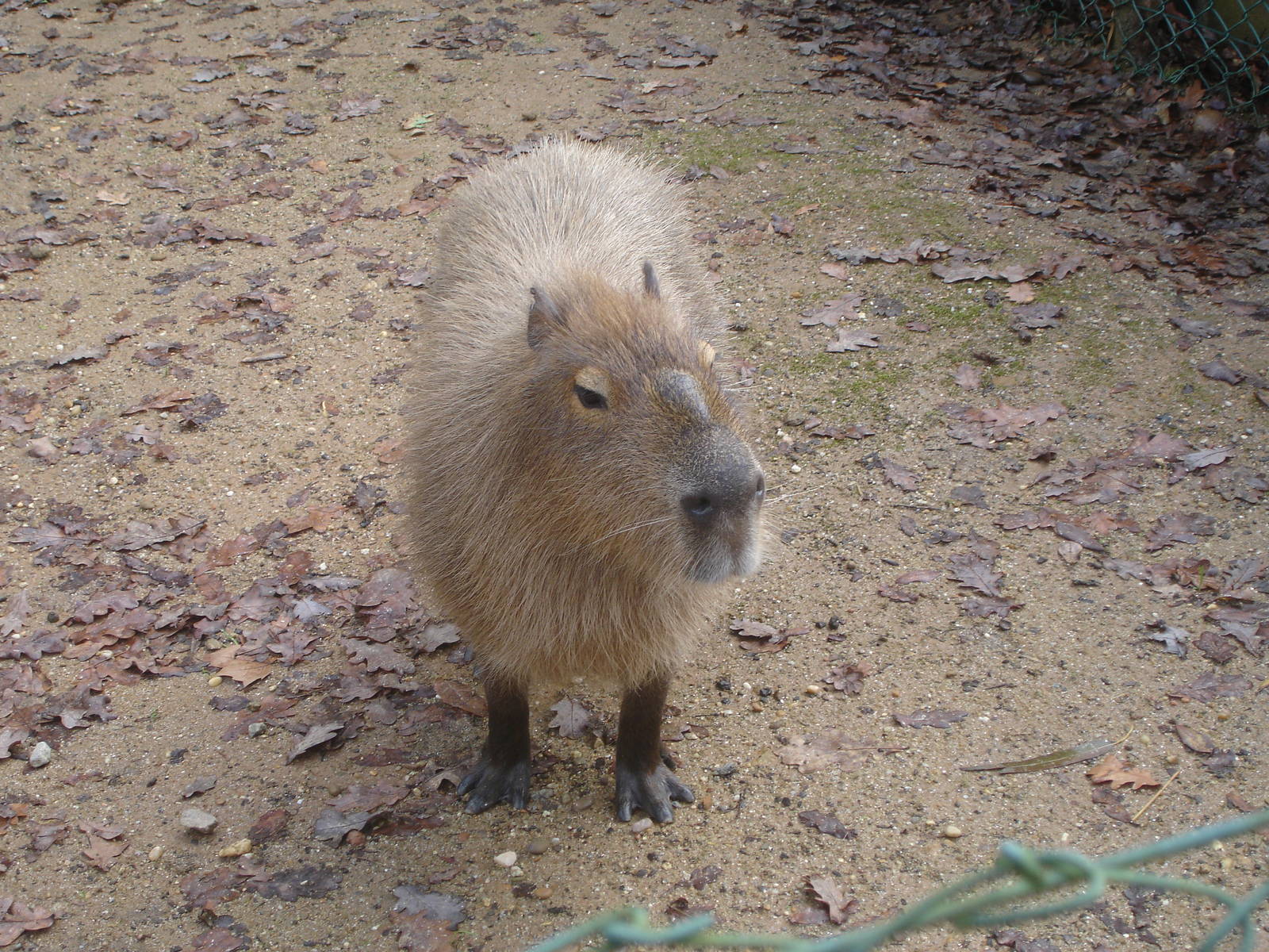 Capybara at Zoo Santo Inacio, 30/12/12