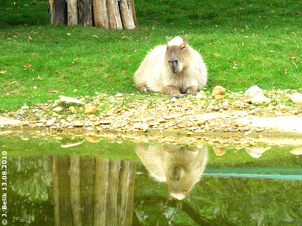 Capybara at Zoo Vienna