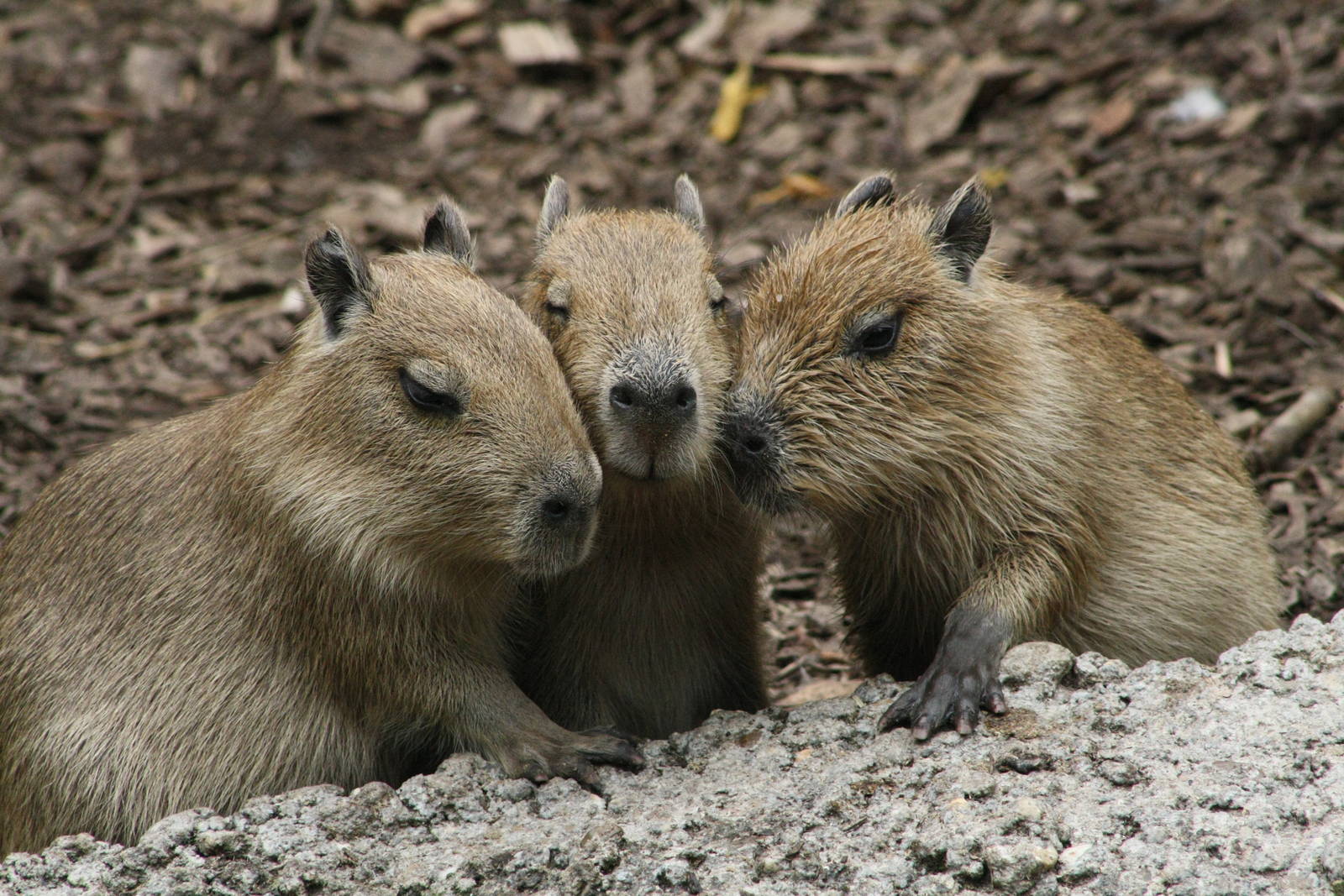 Capybara Babies.