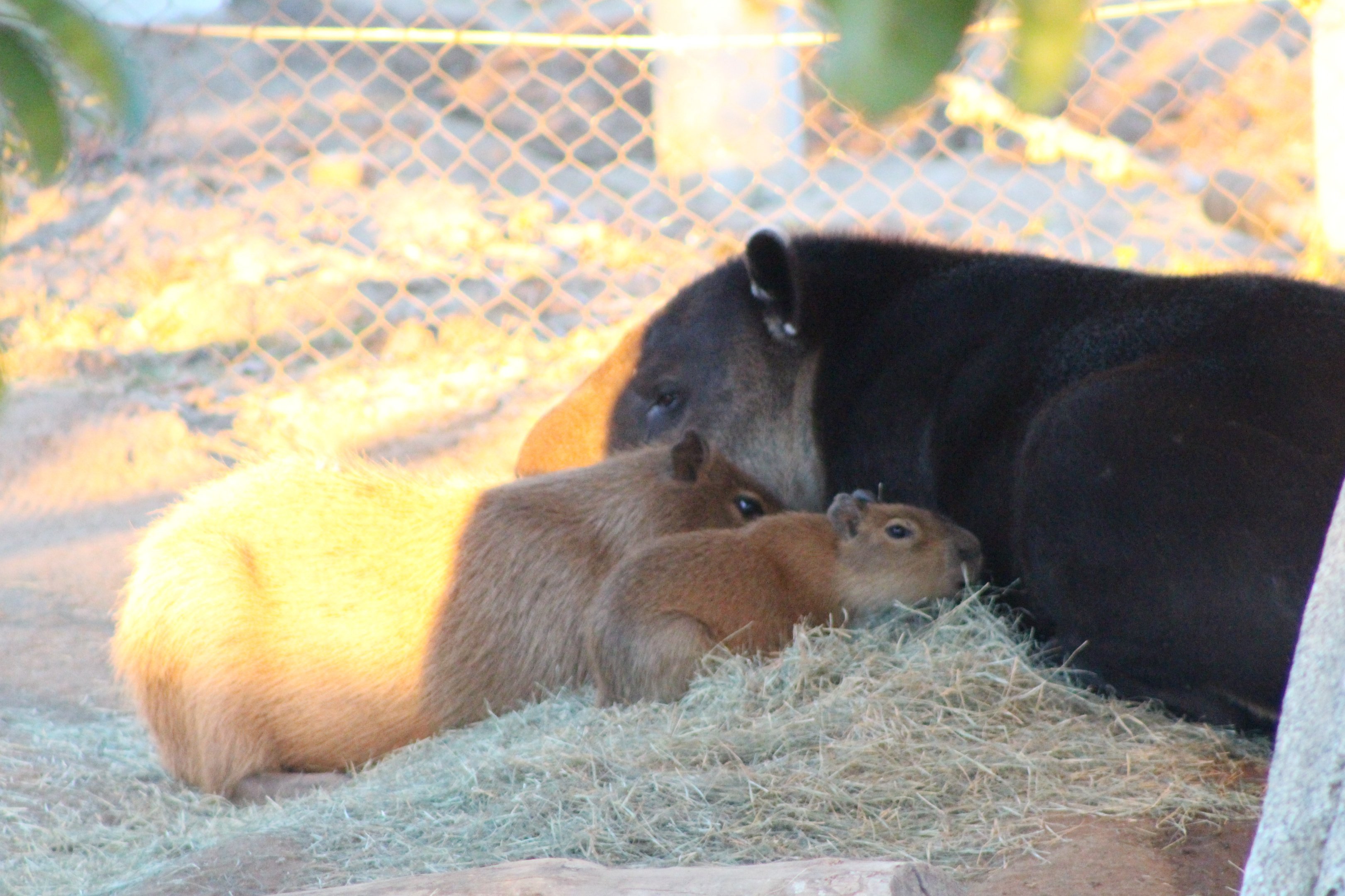 Capybara + Baird's Tapir