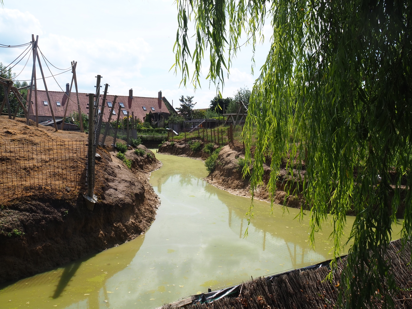 Capybara - Bar-headed goose moat in between the primate islands