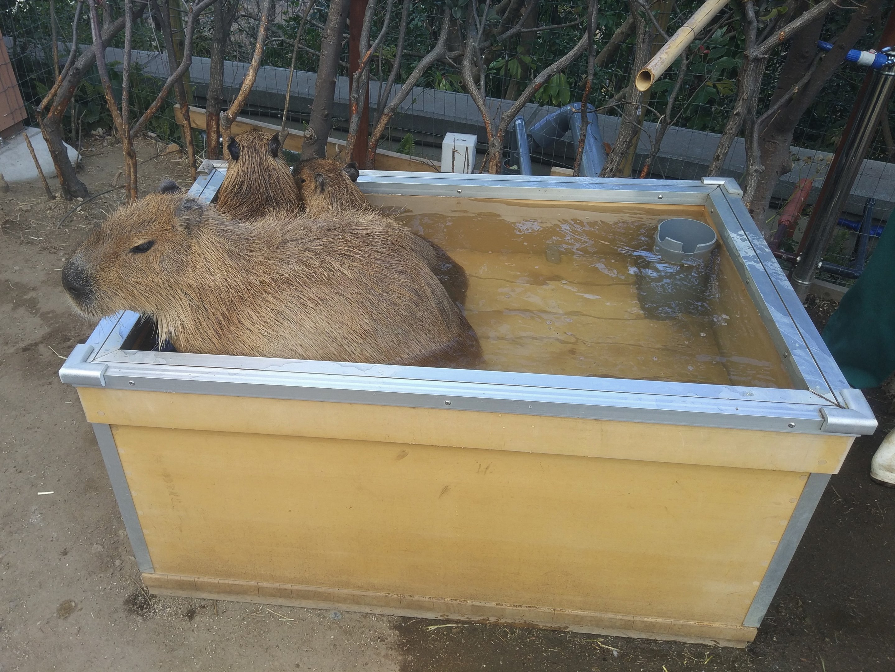 Capybara Bath