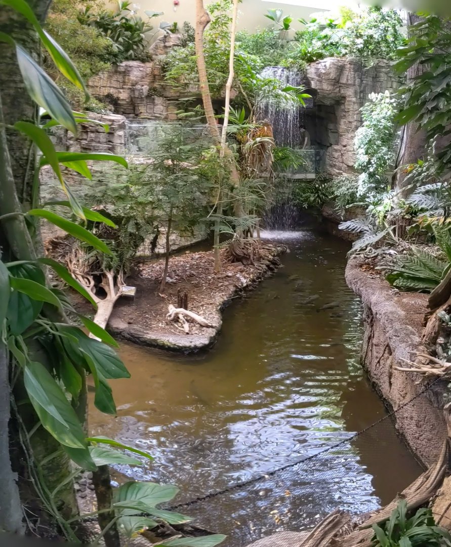 Capybara Beach exhibit - reopening 31-08-2020