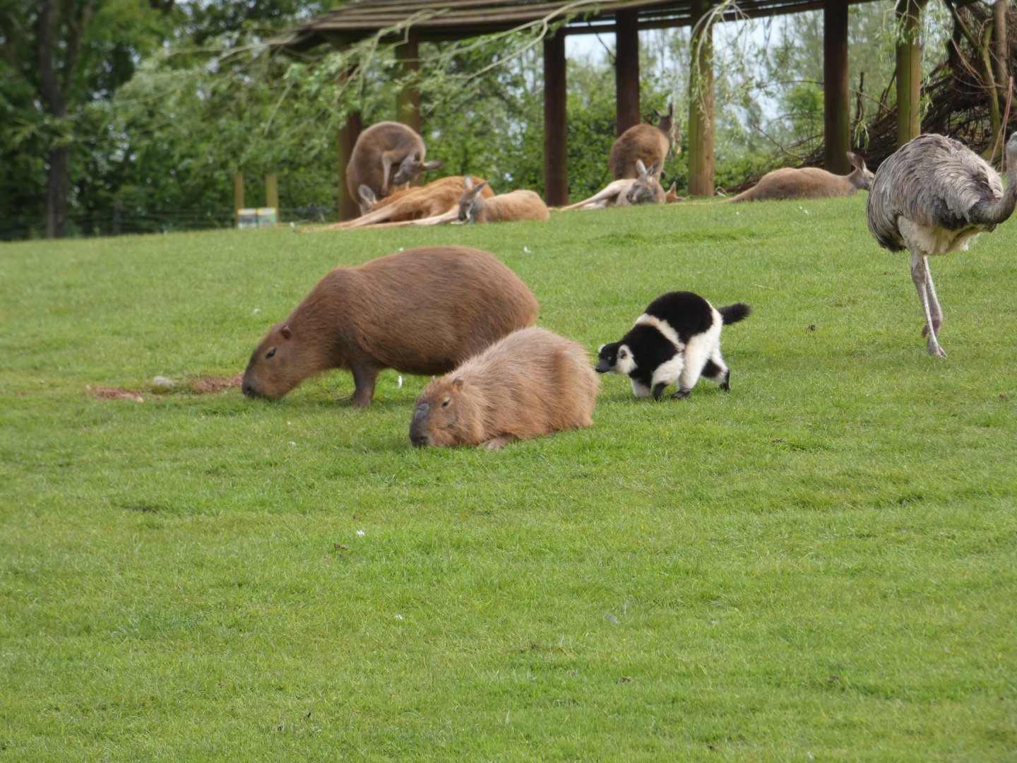 Capybara, Black-and-white ruffed lemur, Kangaroos and Rhea