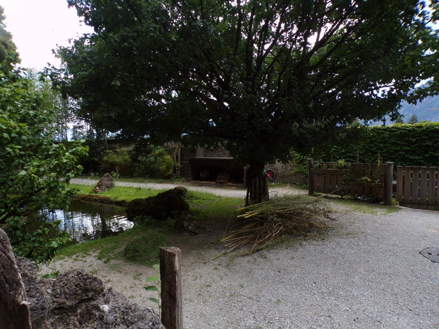 Capybara, Black-capped capuchin and turtle enclosure 13.7.25