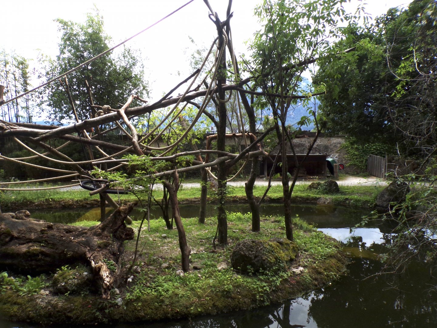 Capybara, Black-capped capuchin and turtle enclosure 13.7.25