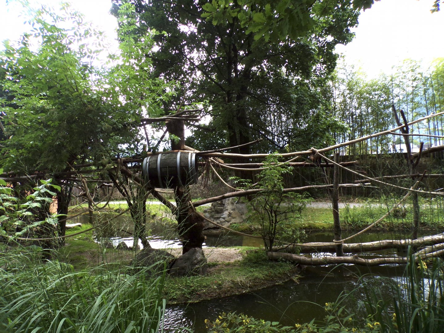 Capybara, Black-capped capuchin and turtle enclosure 13.7.25