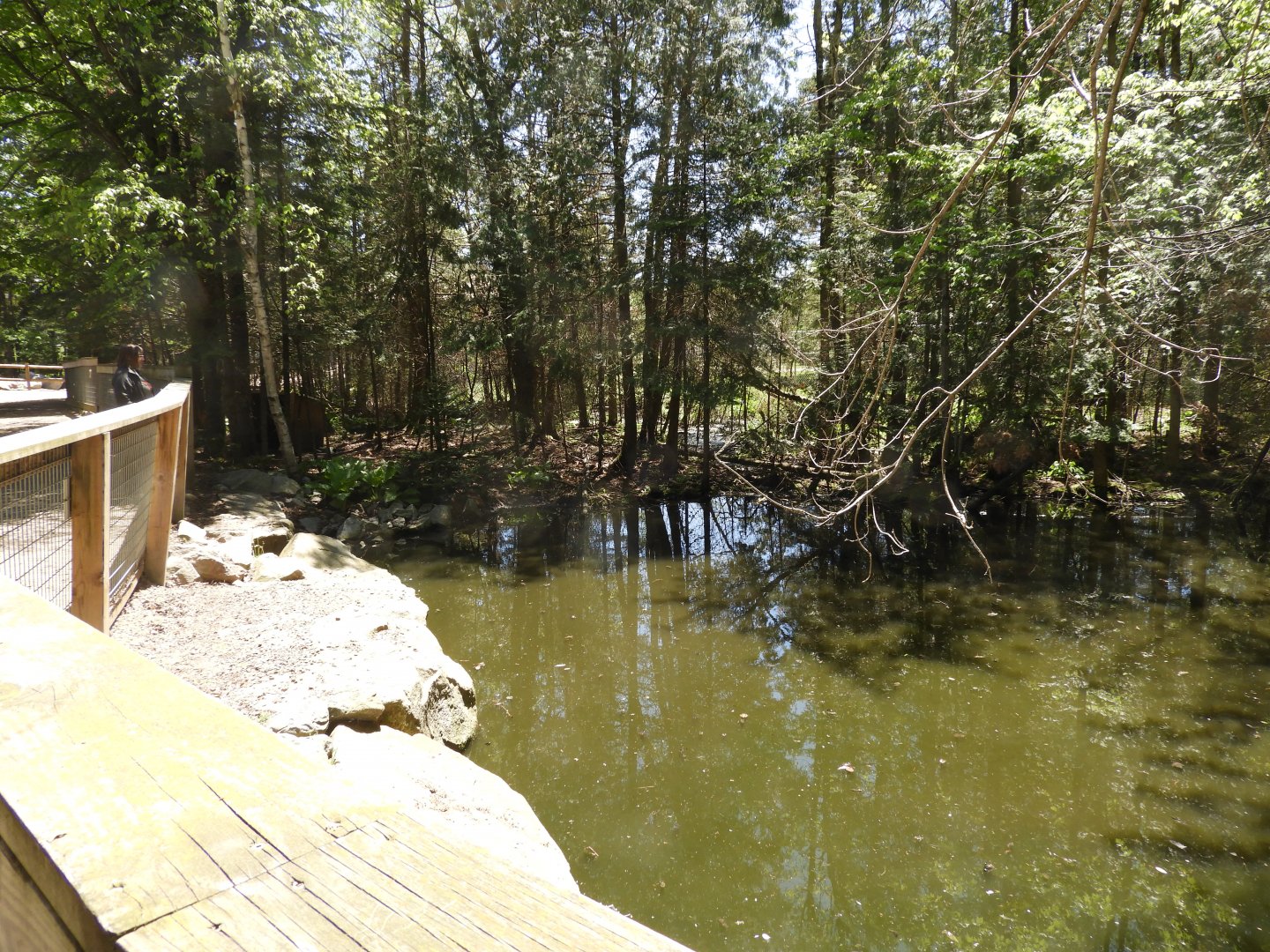 Capybara/Black Swan exhibit