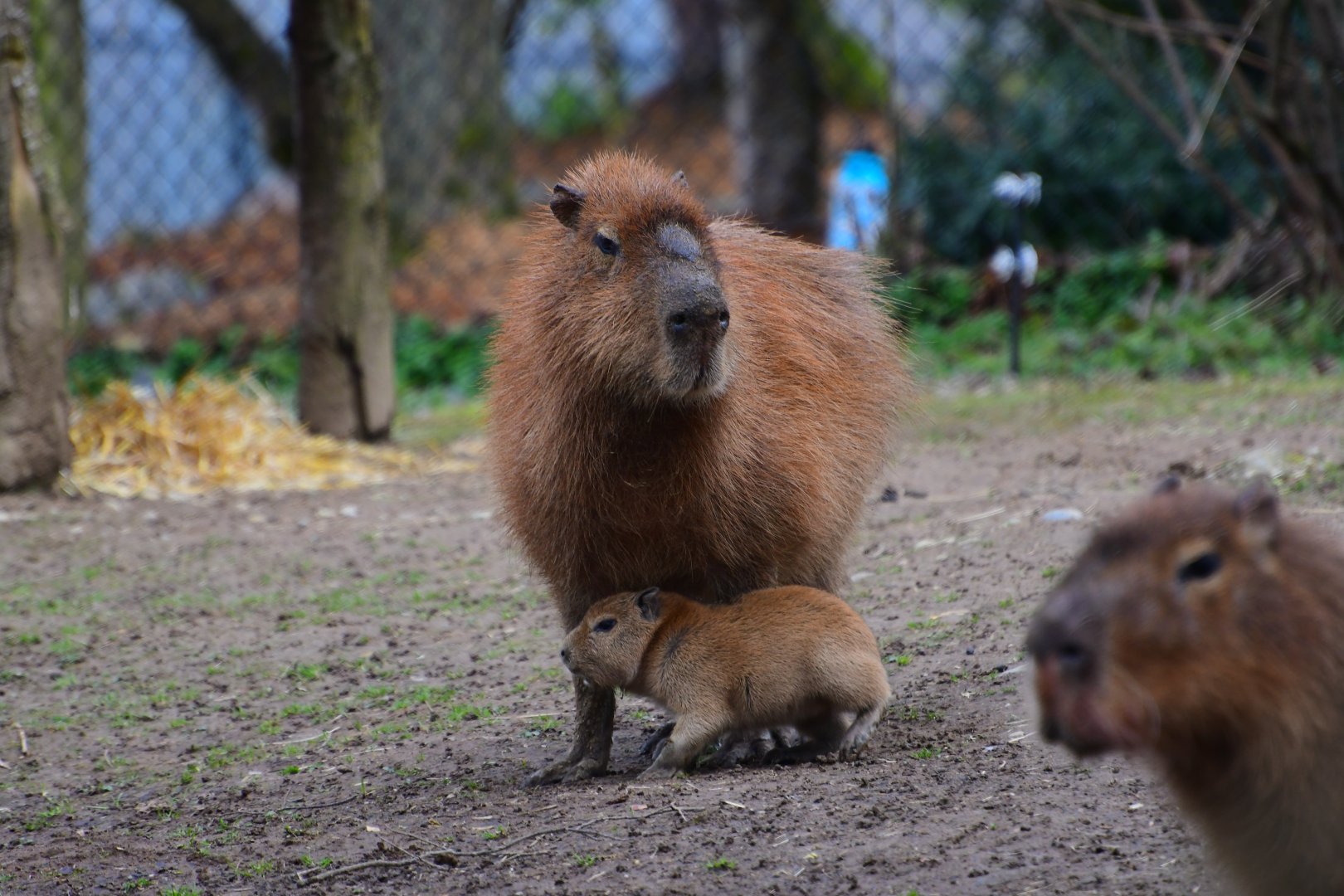 Capybara Born