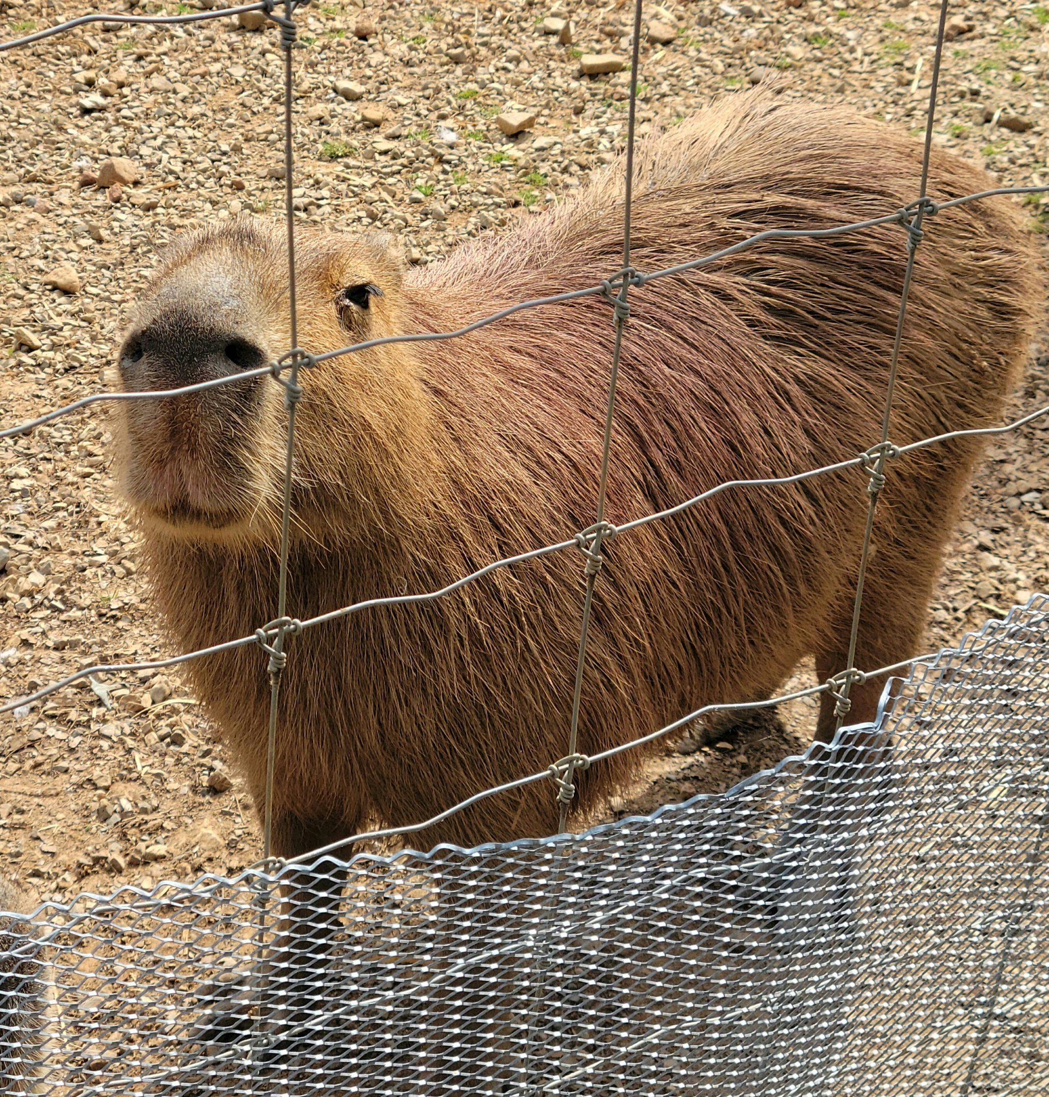 Capybara-Bright's Zoo
