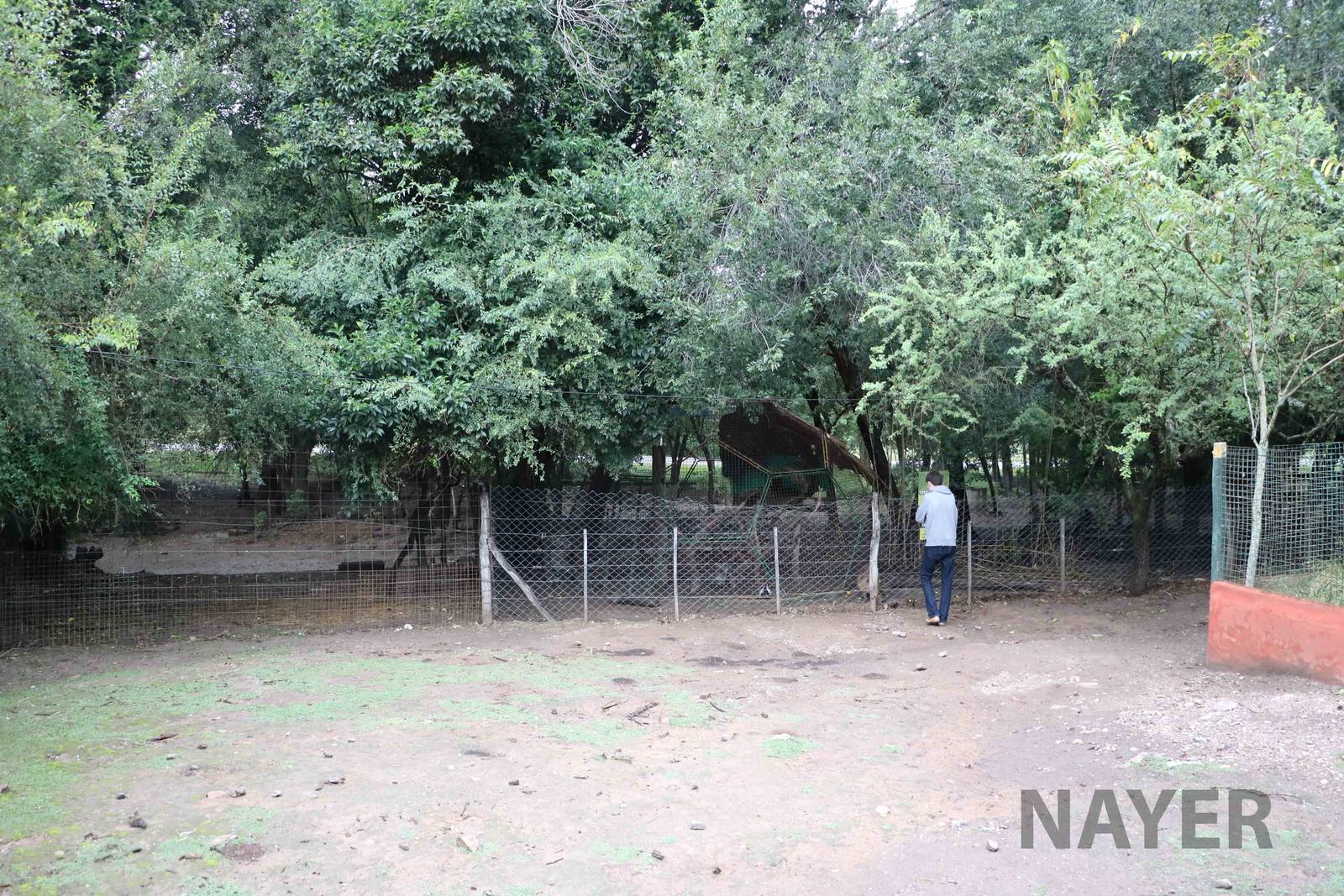 Capybara/brocket deer enclosure viewing area - Tatu Carreta, April 2016.