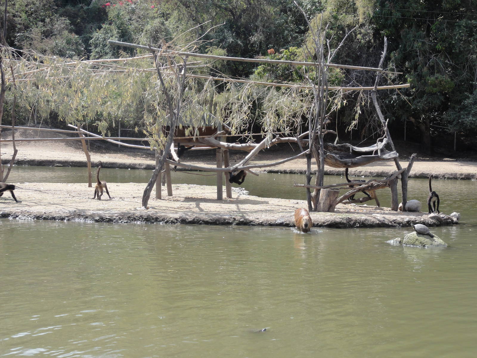 Capybara by Spider Monkeys