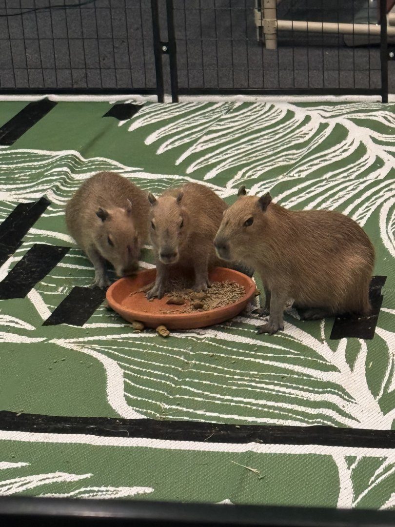 Capybara calves from Amazing Animals Inc
