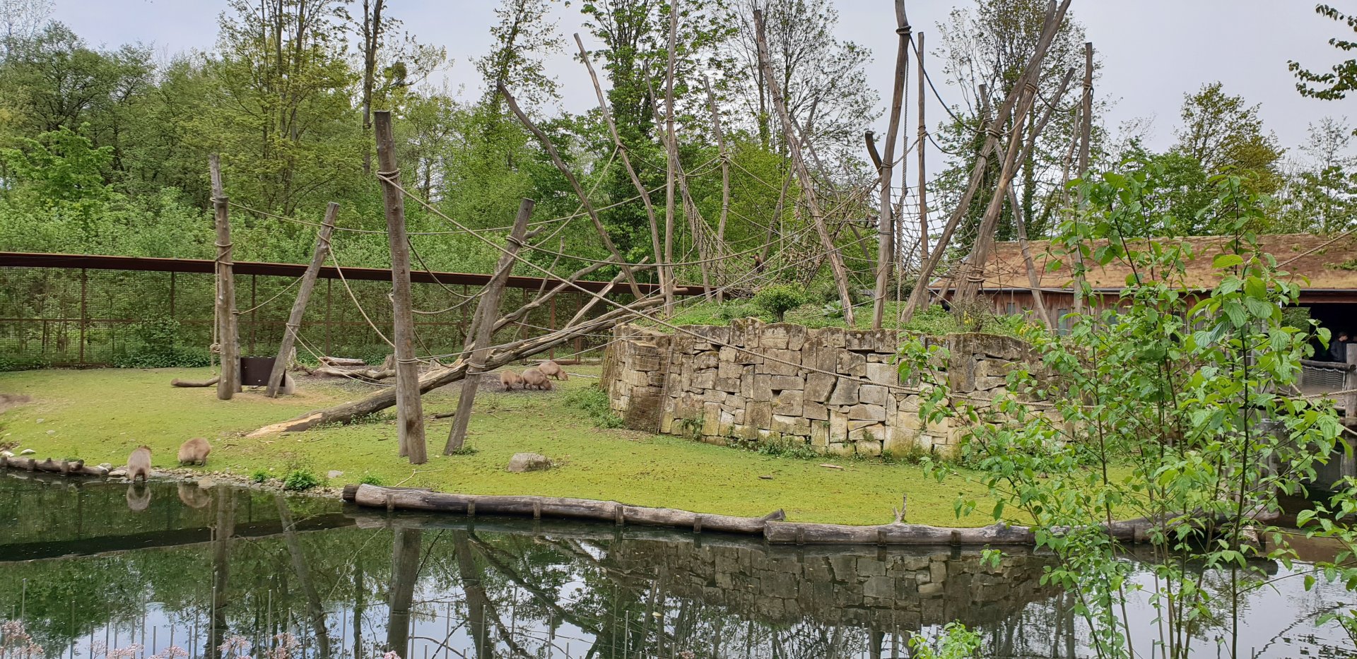 Capybara - Capuchin monkey island