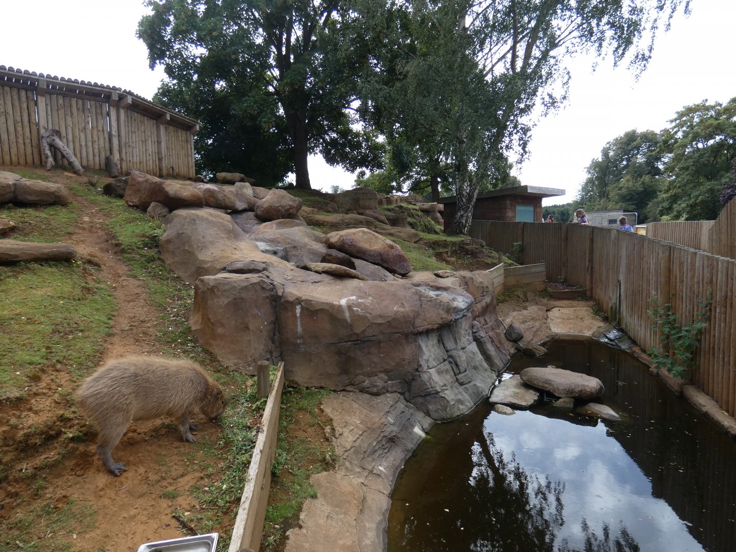 Capybara Caves (Capybara enclosure)