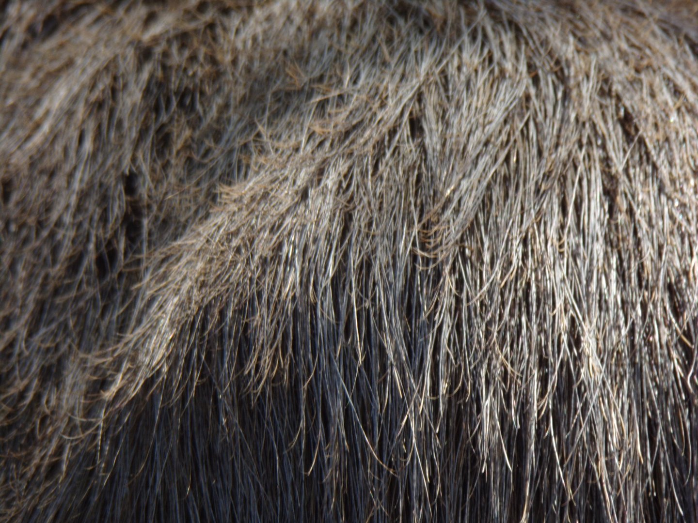 Capybara closeup 18.7.25