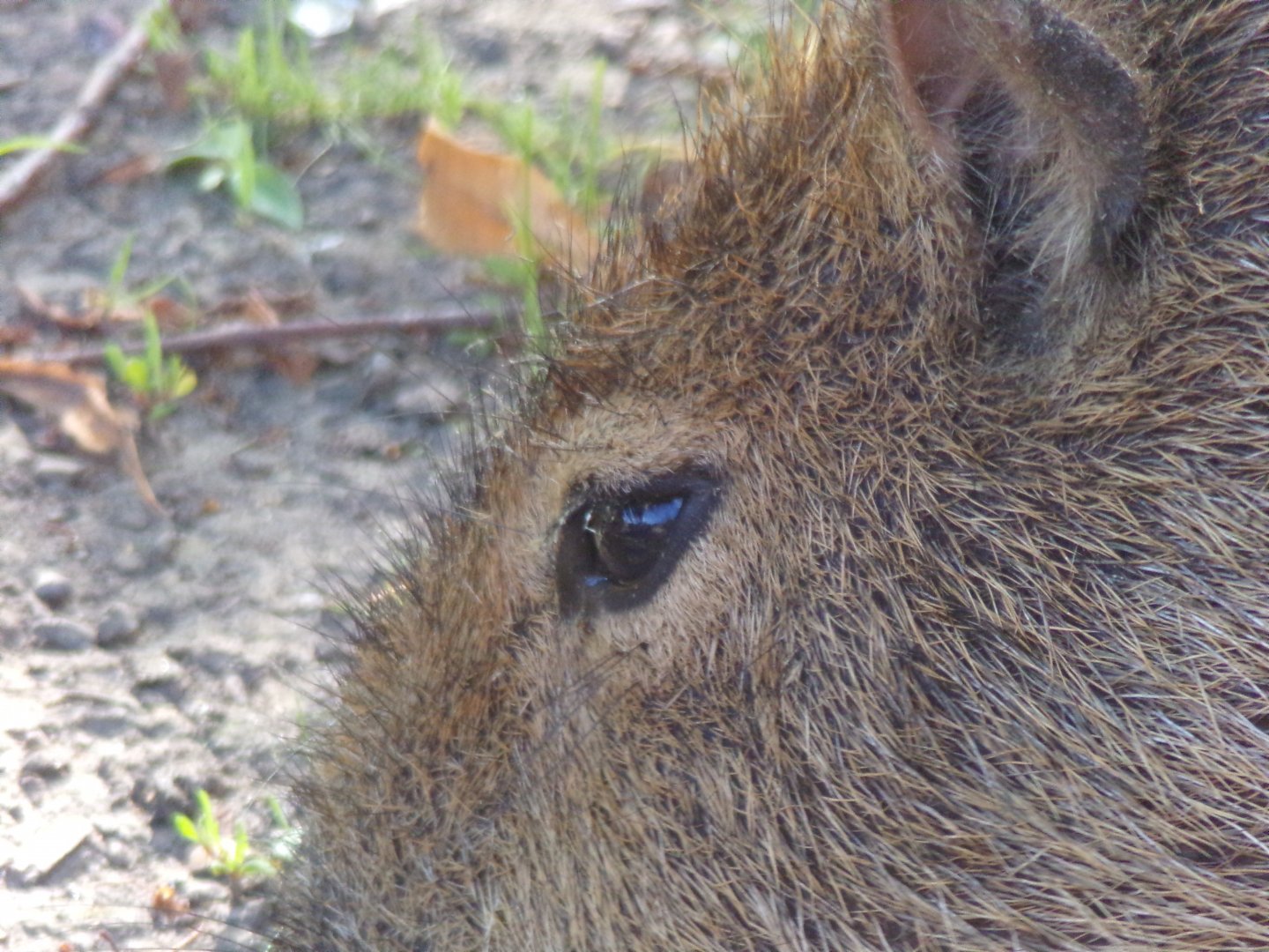 Capybara closeup 18.7.25