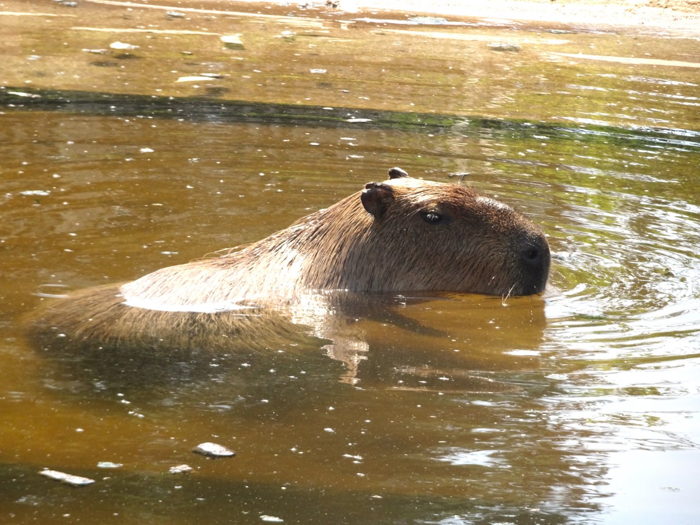 Capybara cooling down in the pool Blackpool Zoo 13 July 2025