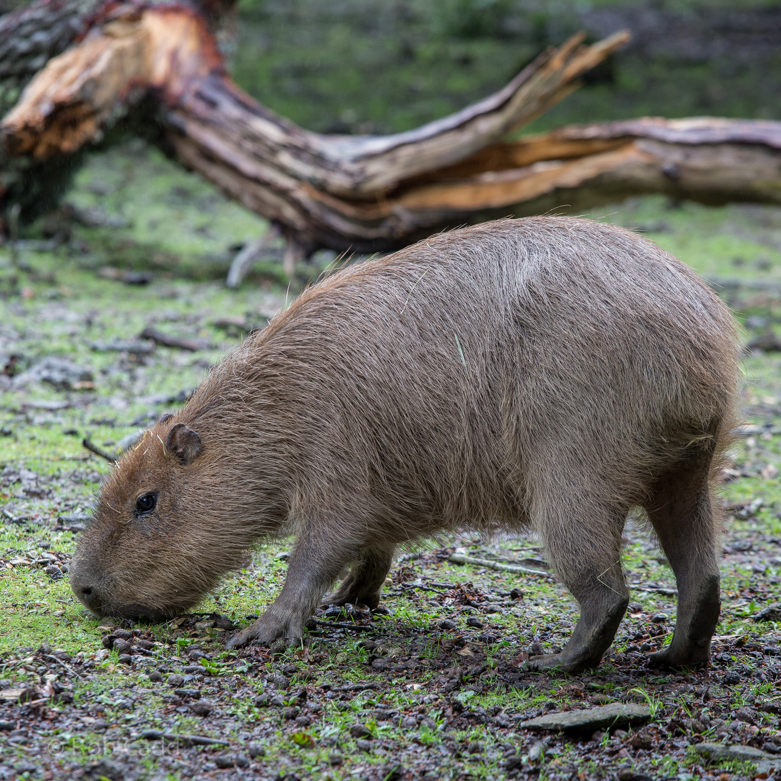 Capybara : Cotswold WP : 28 May 2014