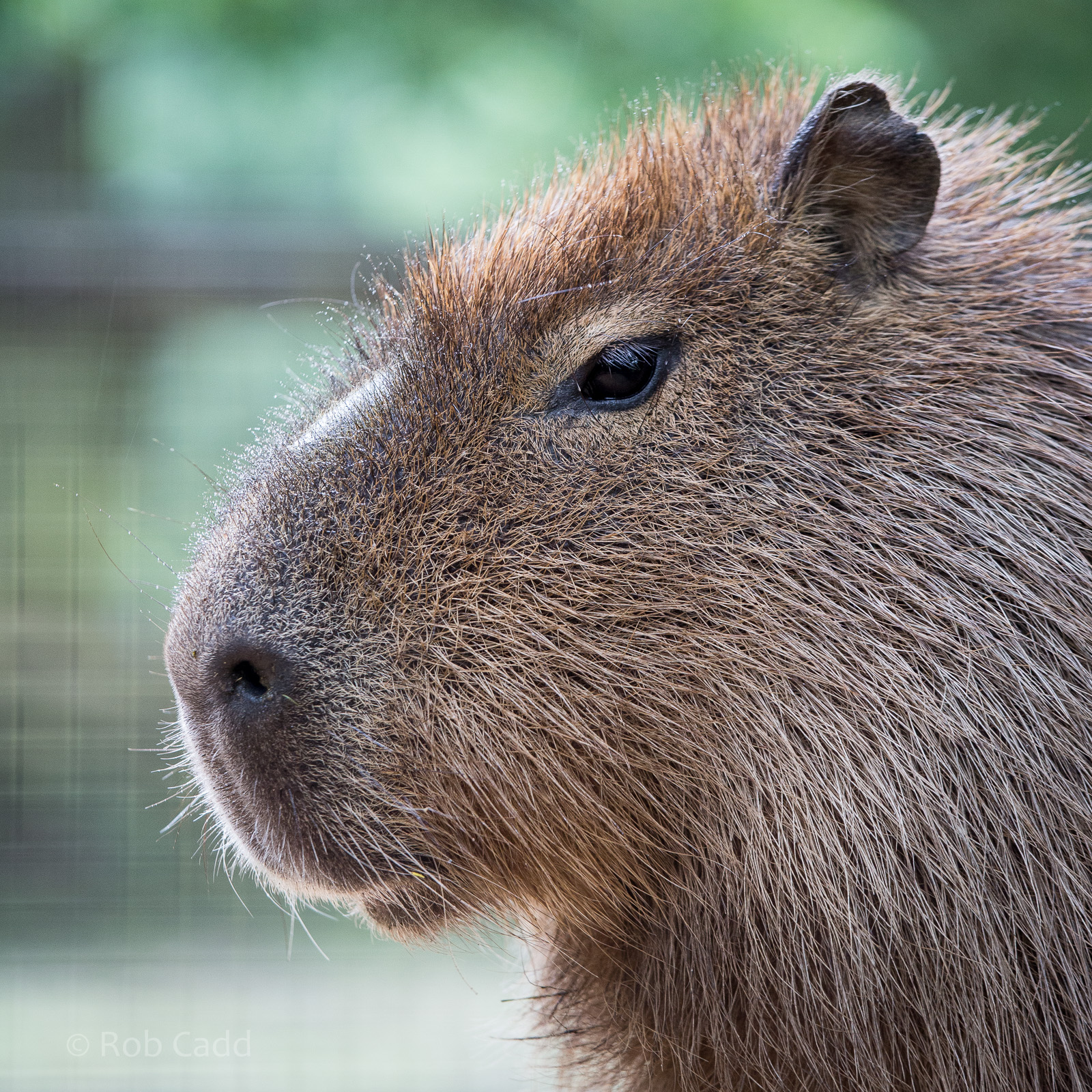 Capybara : Cotswold WP : 28 May 2014