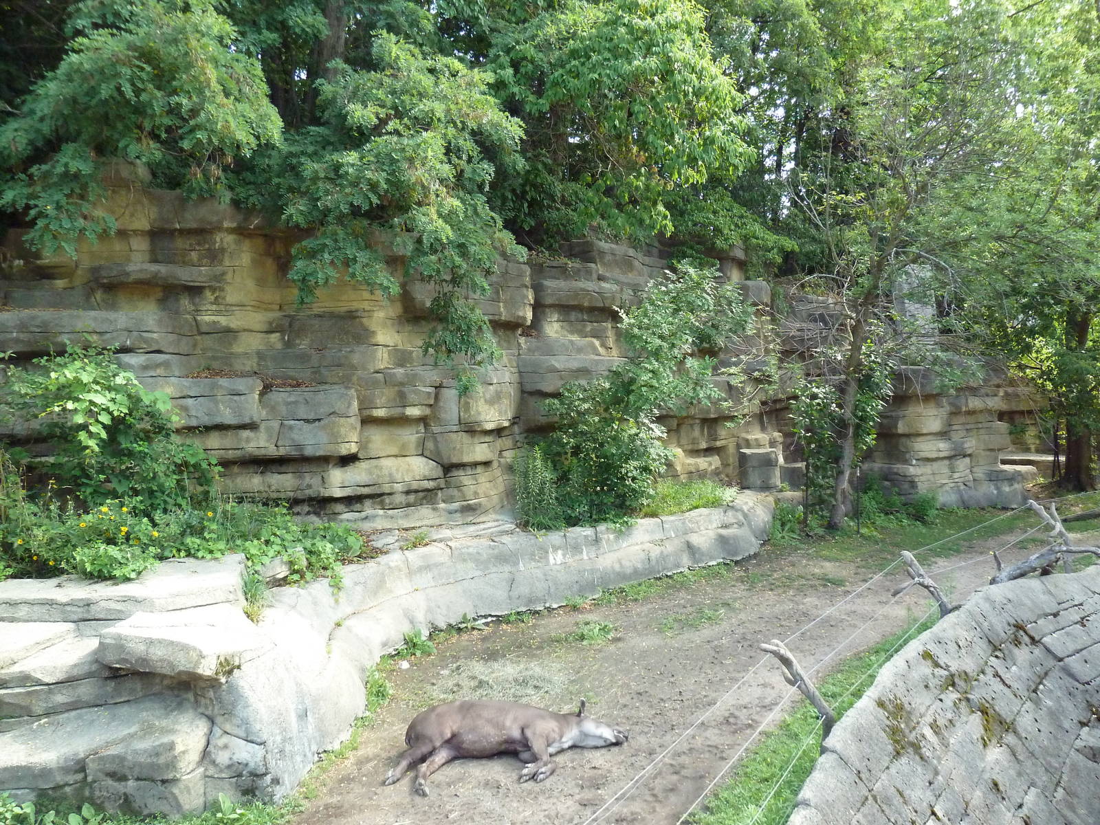 Capybara/Crested Screamer/Brazilian Tapir Exhibit