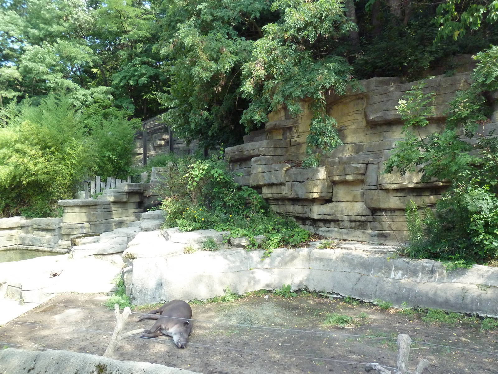 Capybara/Crested Screamer/Brazilian Tapir Exhibit