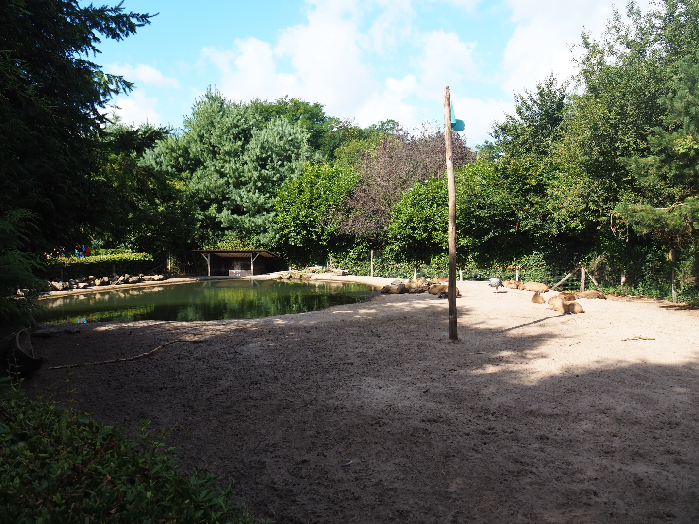 Capybara - Crested screamer - South American tapir exhibit, 2019-08-11