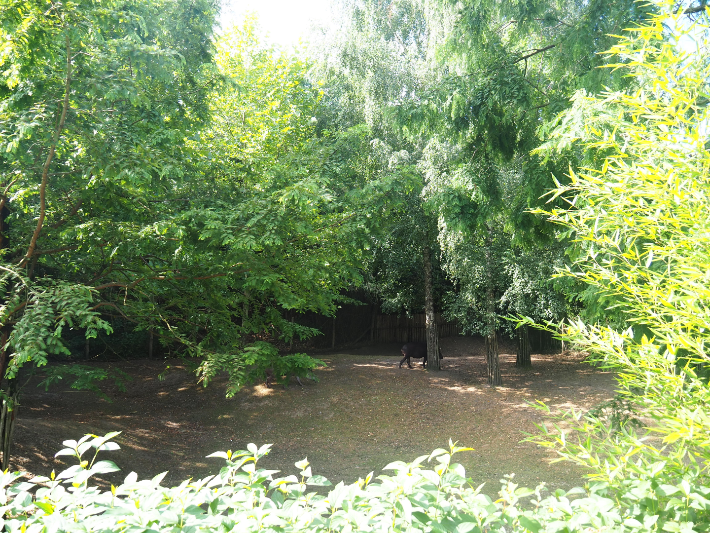 Capybara - Crested screamer - South American tapir exhibit, 2019-08-11