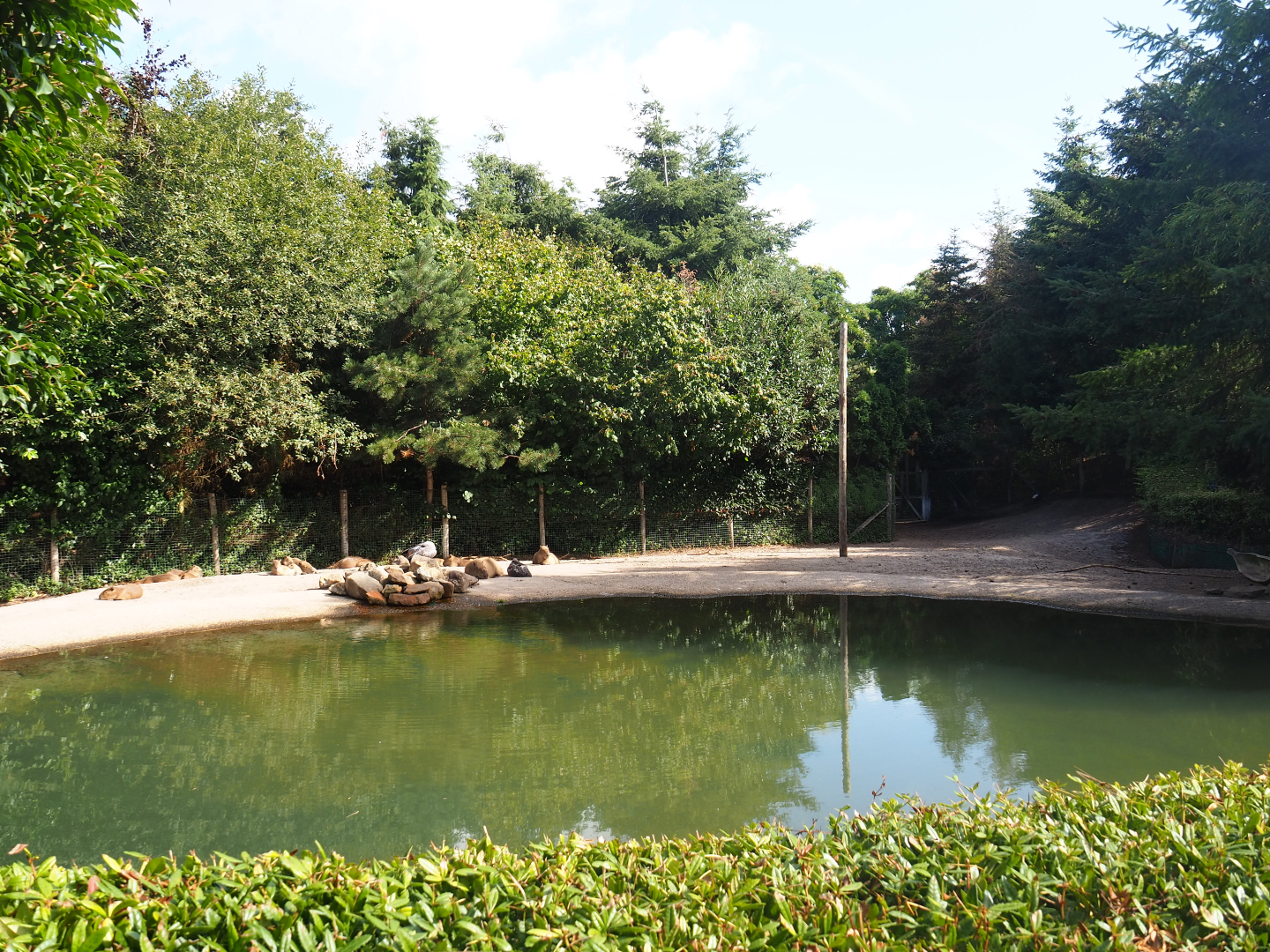 Capybara - Crested screamer - South American tapir exhibit - 2019-08-11