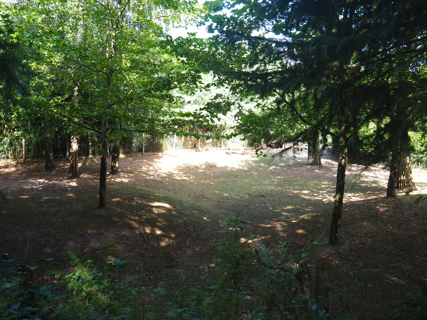 Capybara - Crested screamer - South American tapir exhibit - 2019-08-11
