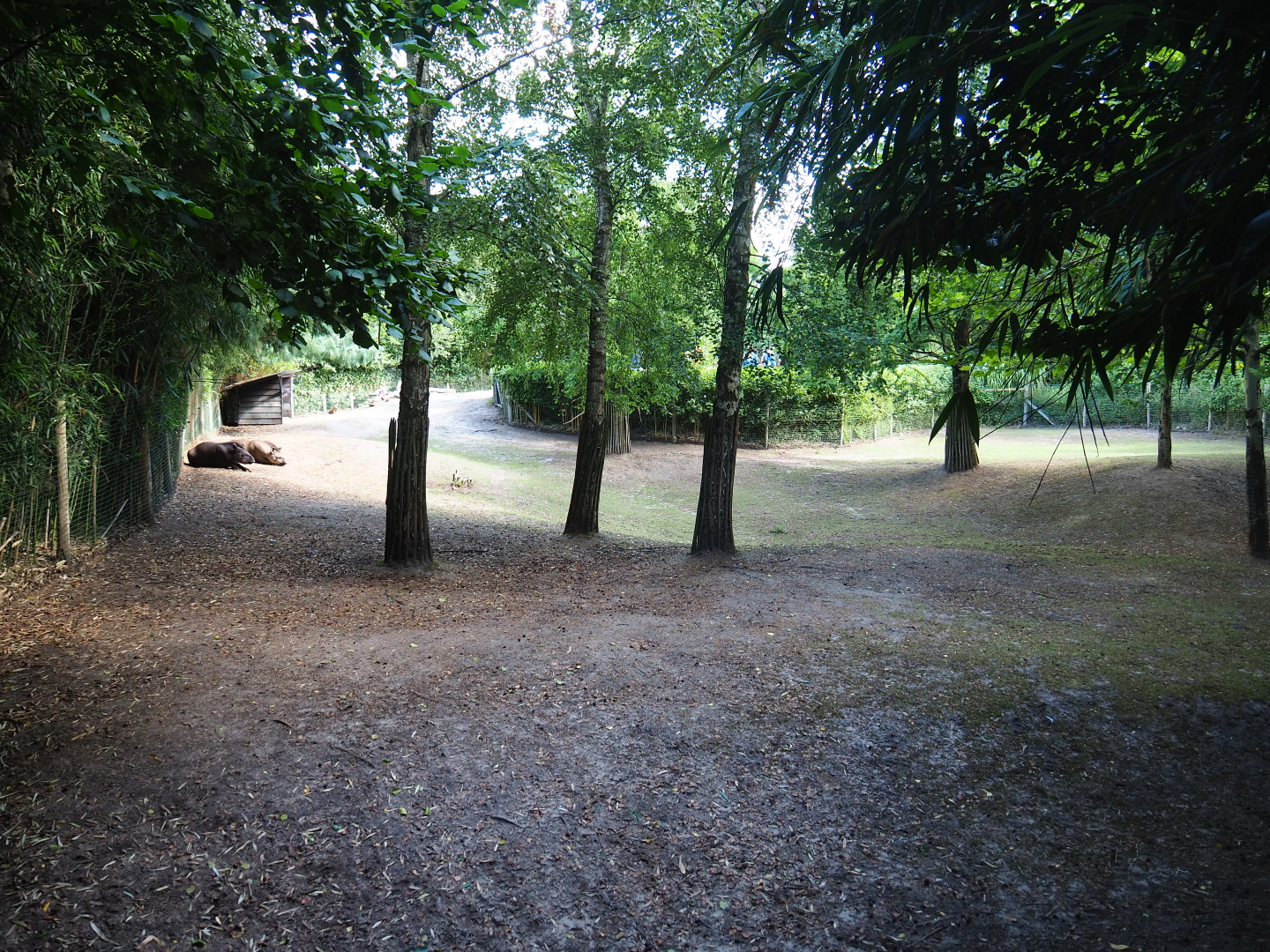 Capybara - Crested screamer - South American tapir exhibit, 2019-08-11