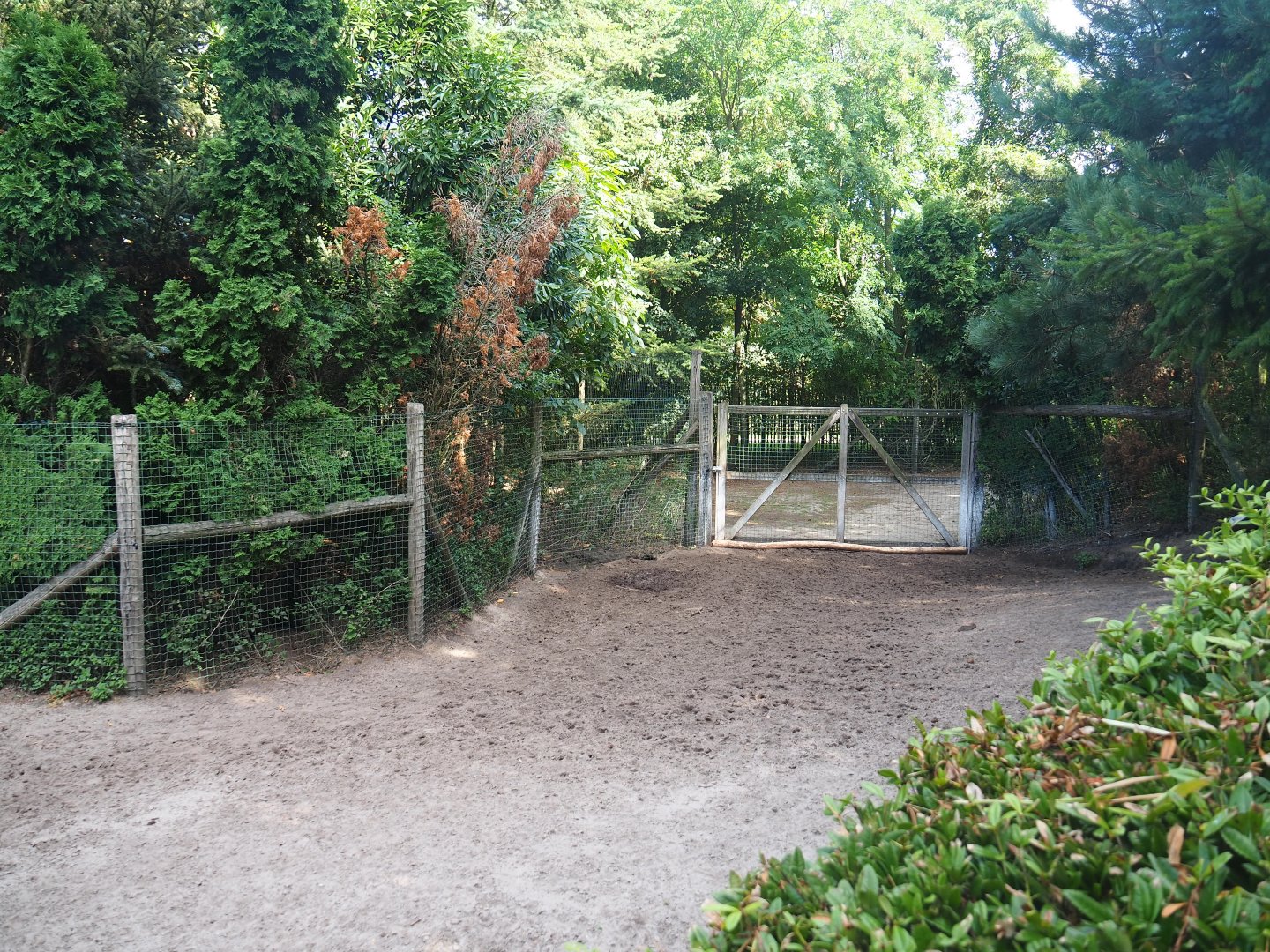 Capybara - Crested screamer - South American tapir exhibit - Access to holding areas, 2019-08-11