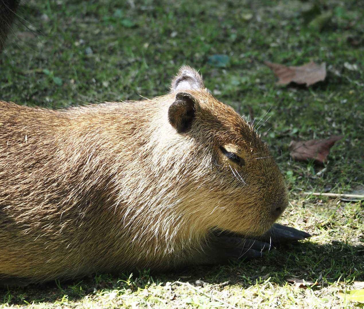 Capybara cub (Hydrochoerus hydrochaeris), 2024-07-14
