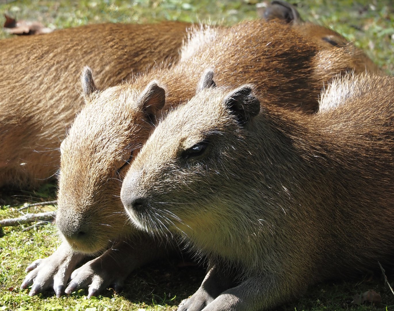 Capybara cubs (Hydrochoerus hydrochaeris), 2024-07-14