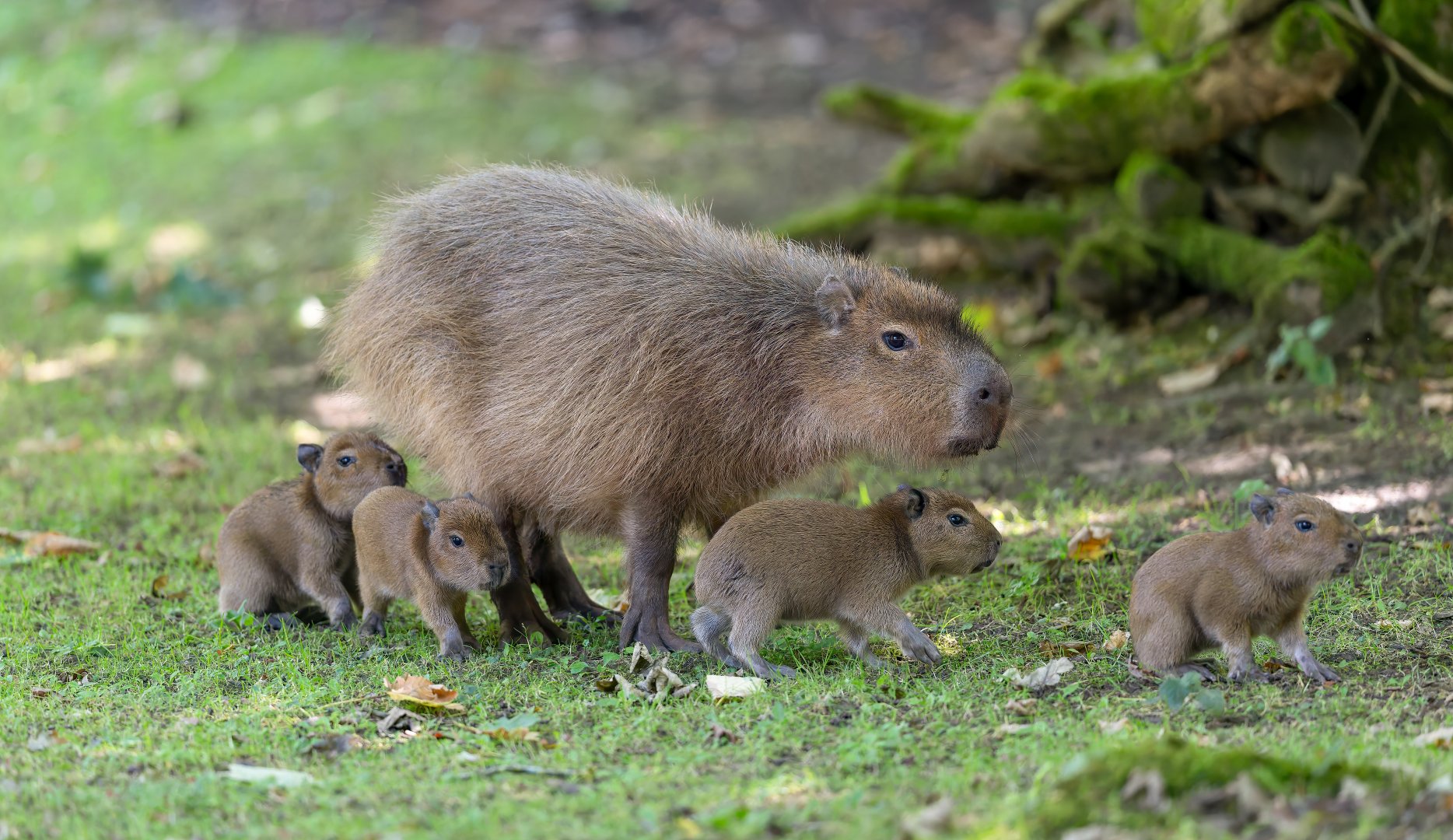 Capybara, CWP, UK