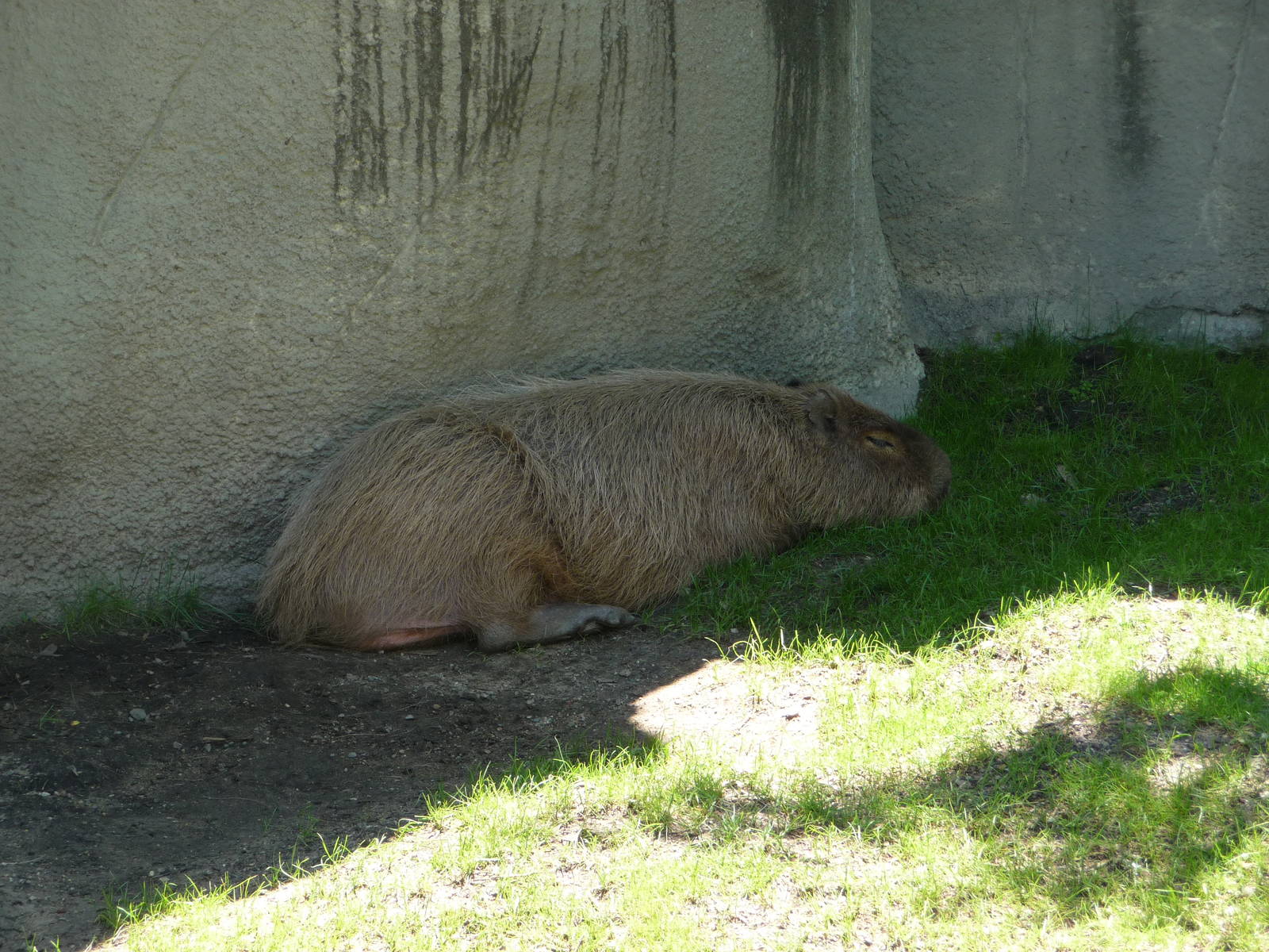 Capybara - Detroit Zoo