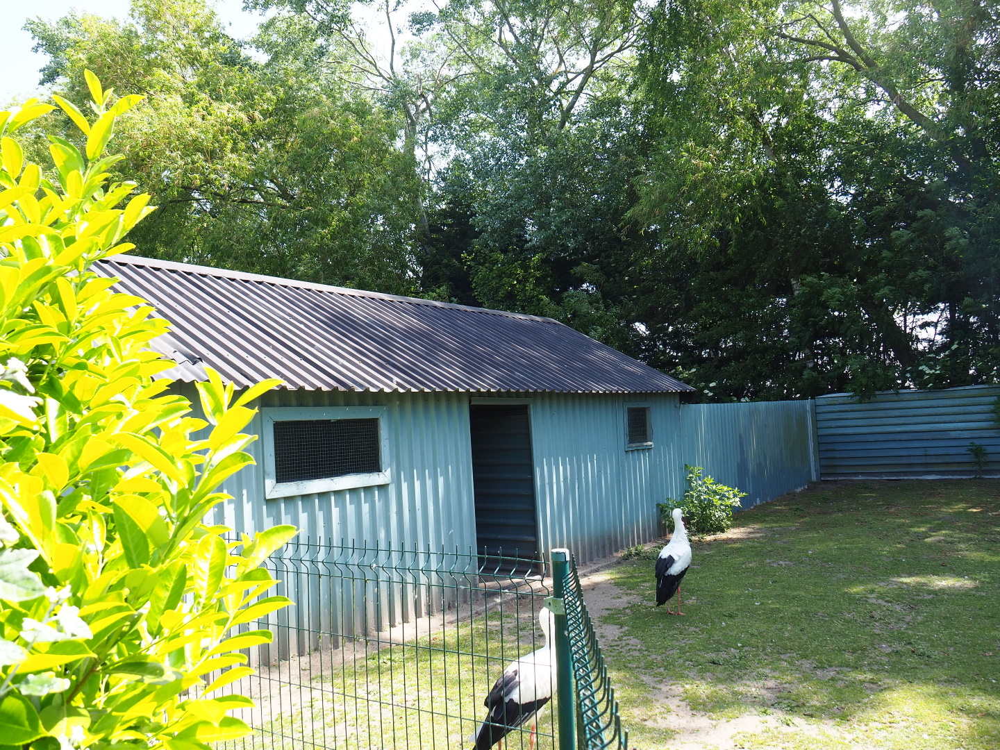 Capybara - Domestic duck - Eurasian white stork - Yellow-bellied slider - Blue peafowl barn, 2019-06-01