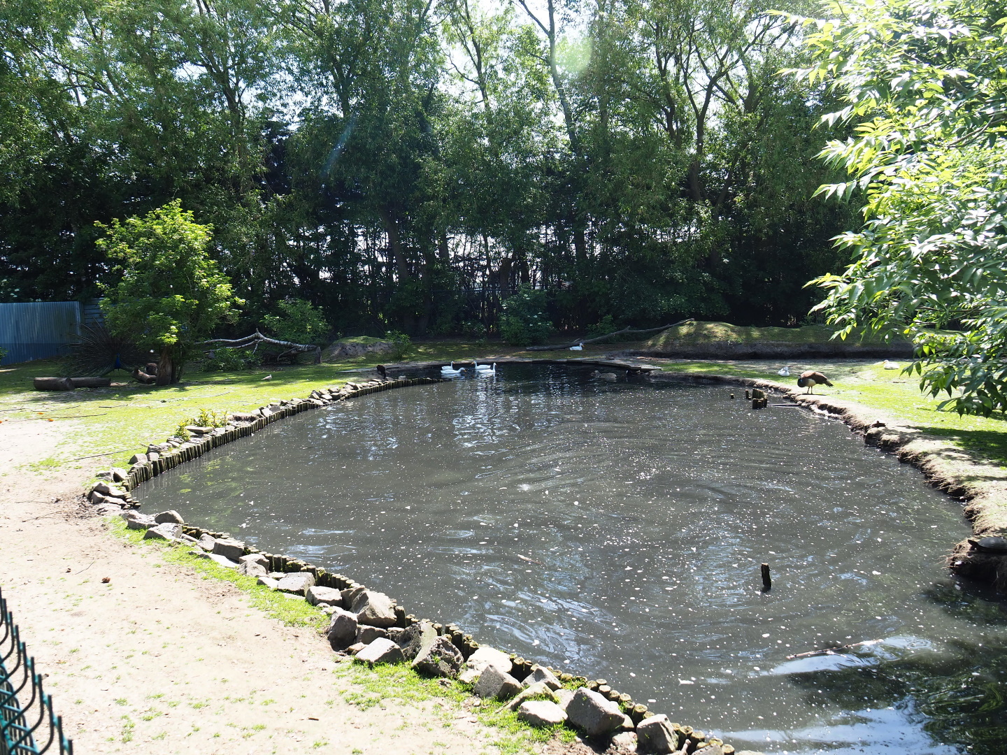 Capybara - Domestic duck - Eurasian white stork - Yellow-bellied slider - Blue peafowl exhibit, 2019-06-01