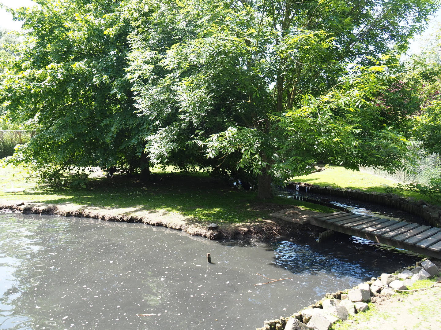 Capybara - Domestic duck - Eurasian white stork - Yellow-bellied slider - Blue peafowl exhibit, 2019-06-01