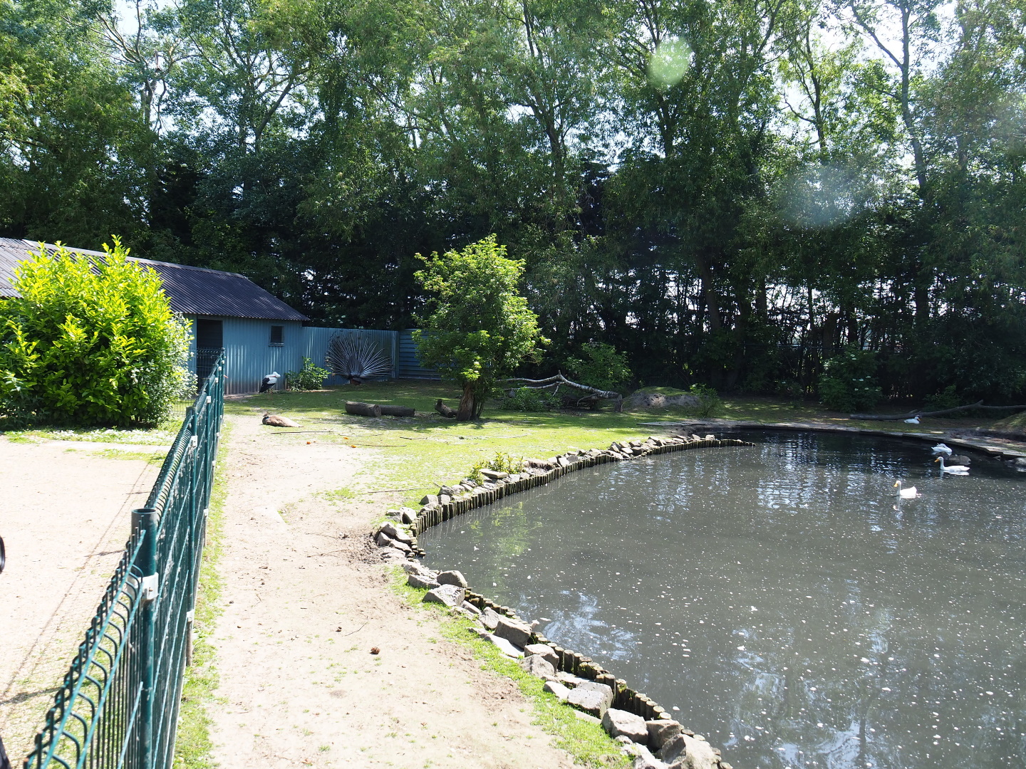 Capybara - Domestic duck - Eurasian white stork - Yellow-bellied slider - Blue peafowl exhibit, 2019-06-01