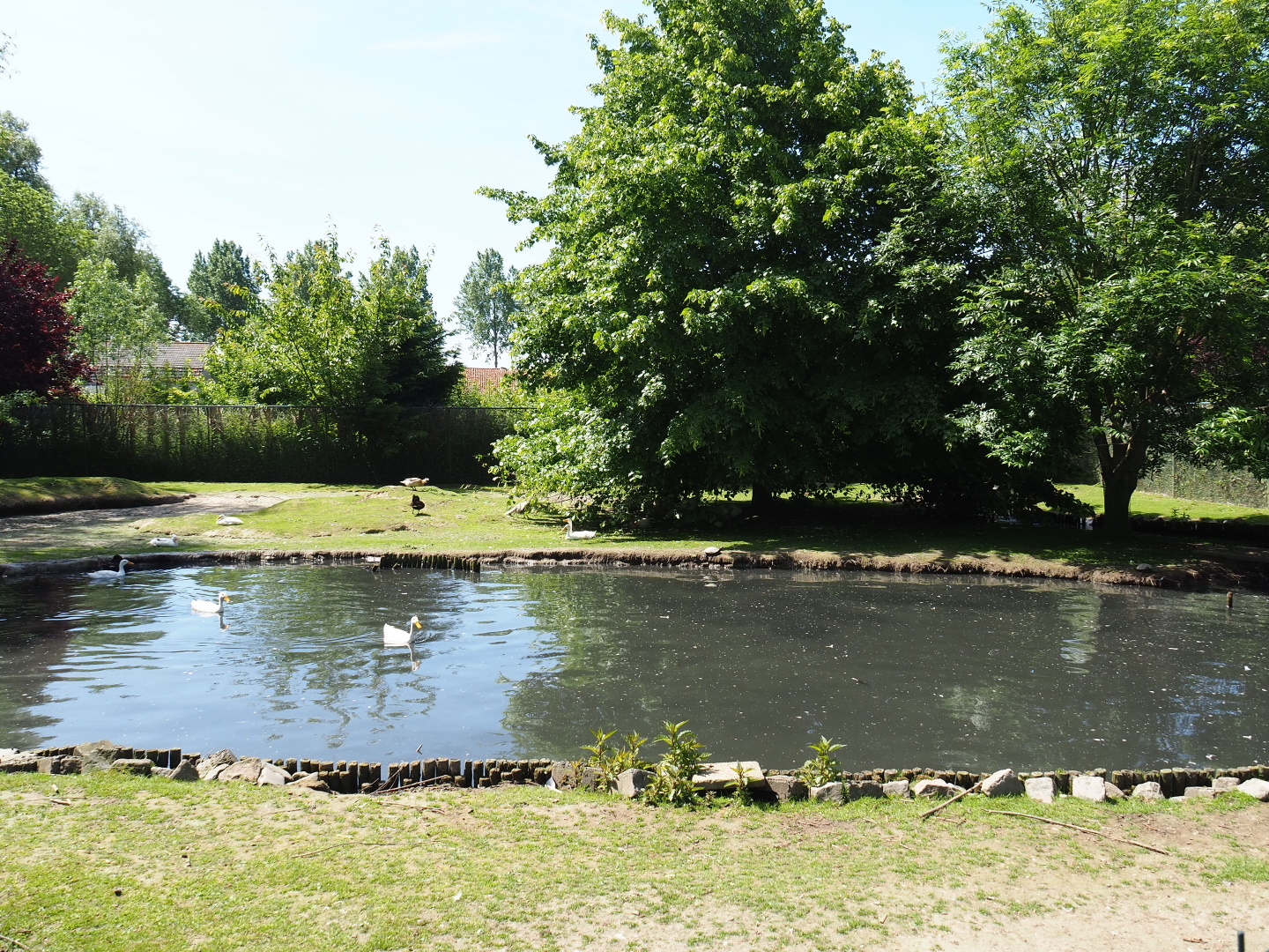 Capybara - Domestic duck - Eurasian white stork - Yellow-bellied slider - Blue peafowl exhibit, 2019-06-01