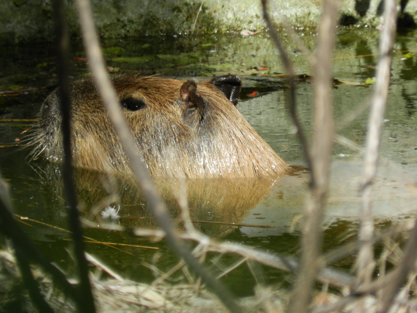 Capybara - Ecoparque BA